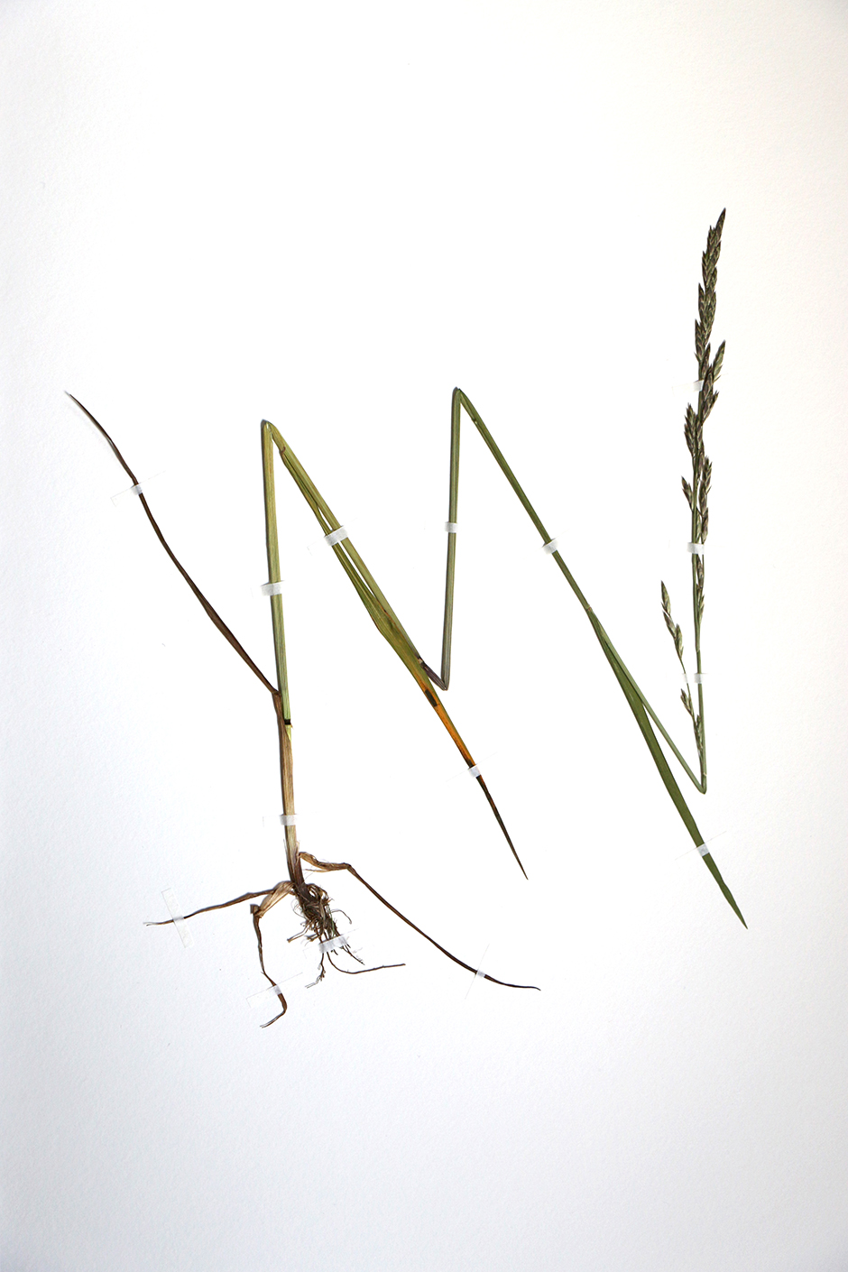 Grasstrail » CORNELIA GENSCHOW